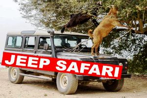 jeep safari crete
